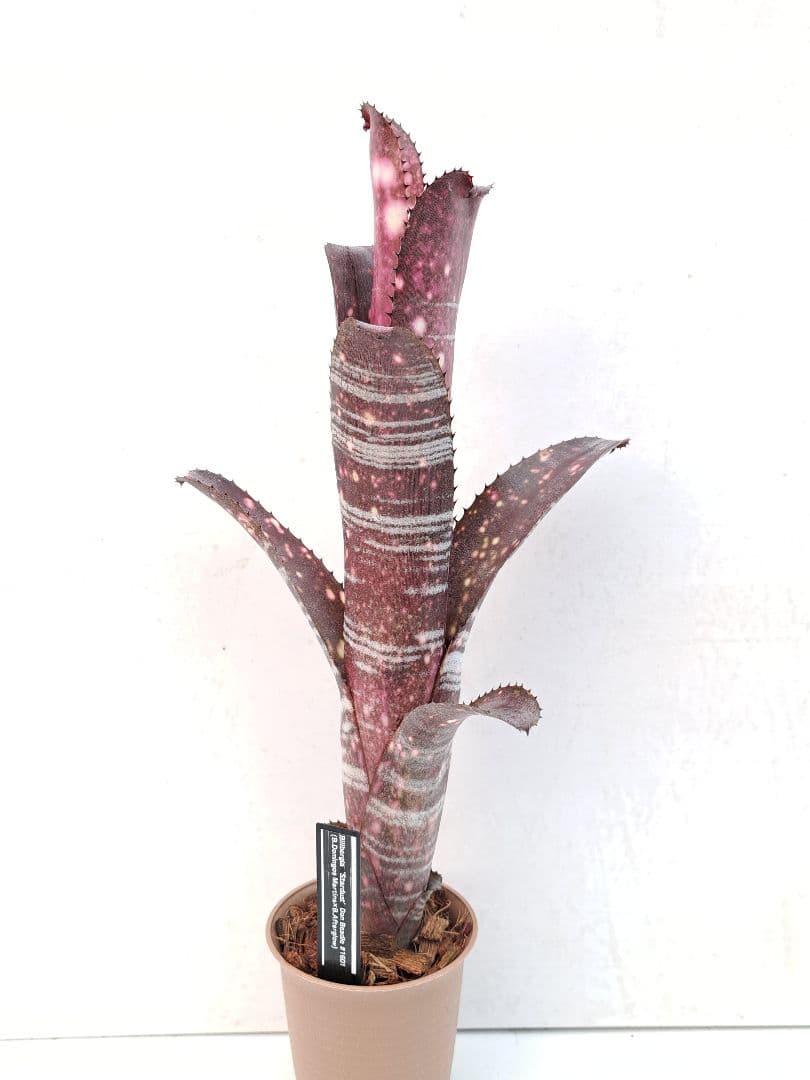 ビルベルギア スターダスト 抜き苗 速達便 タンクブロメリア