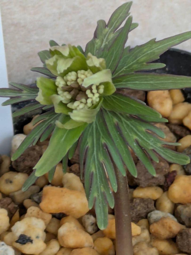 E.セツブンソウ　細多弁花　1花