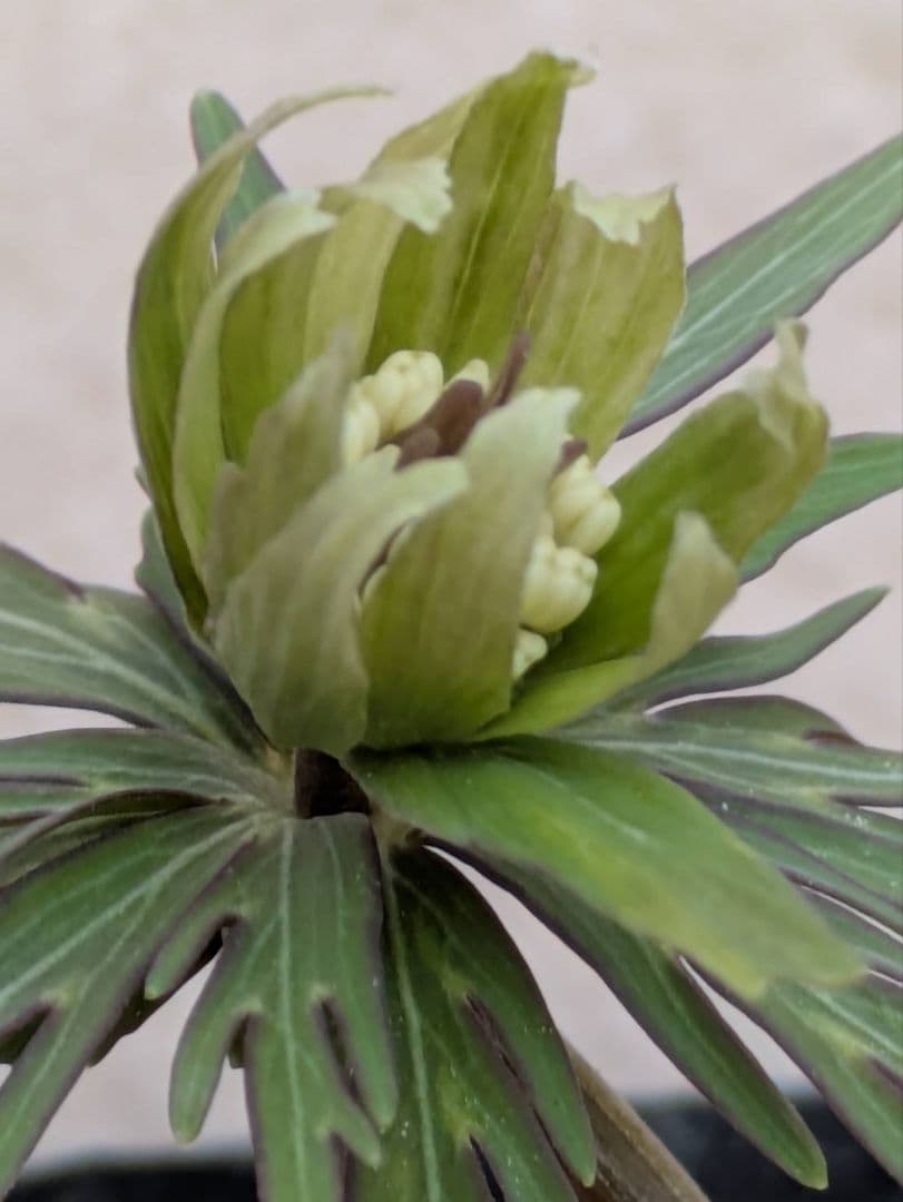 E.セツブンソウ　細多弁花　1花