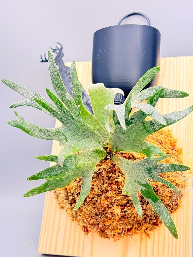 超極大+美品　ビカクシダP.willinckii OMG spore