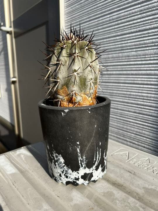 コピアポア　黒王丸