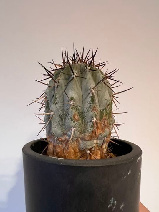 コピアポア　黒王丸