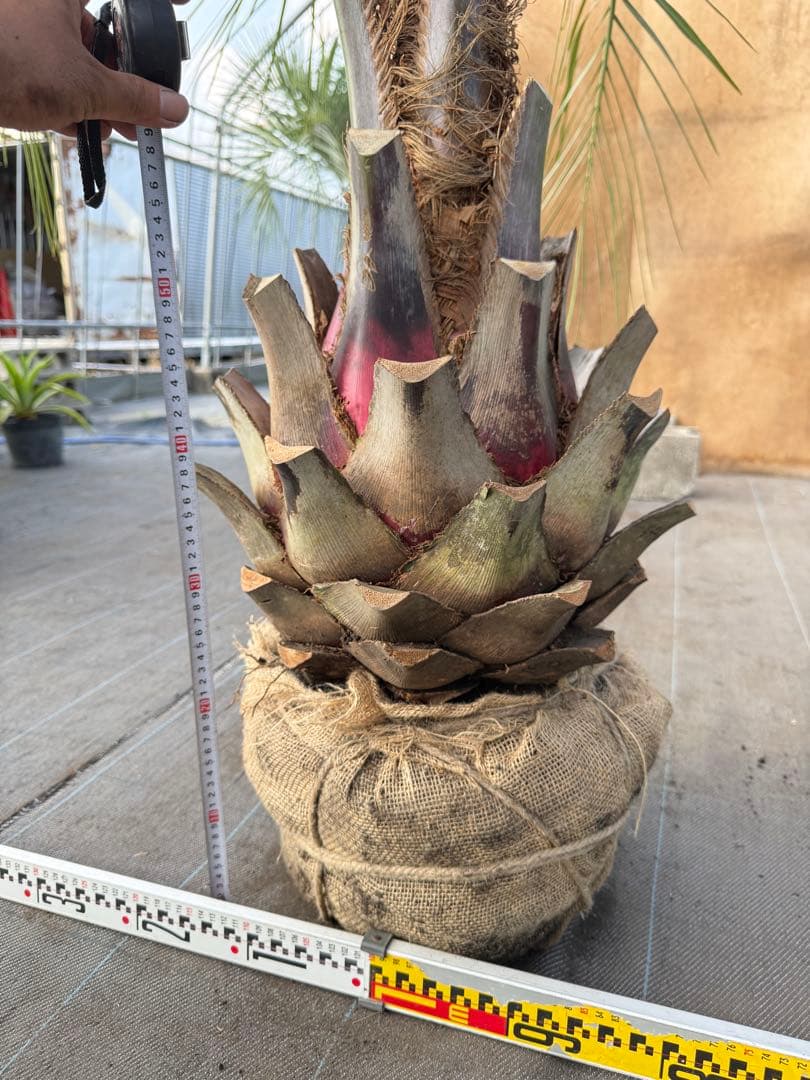 ココスヤシシルバーリーフ【極太】葉先170cm幹回り100cm 幹高50cm