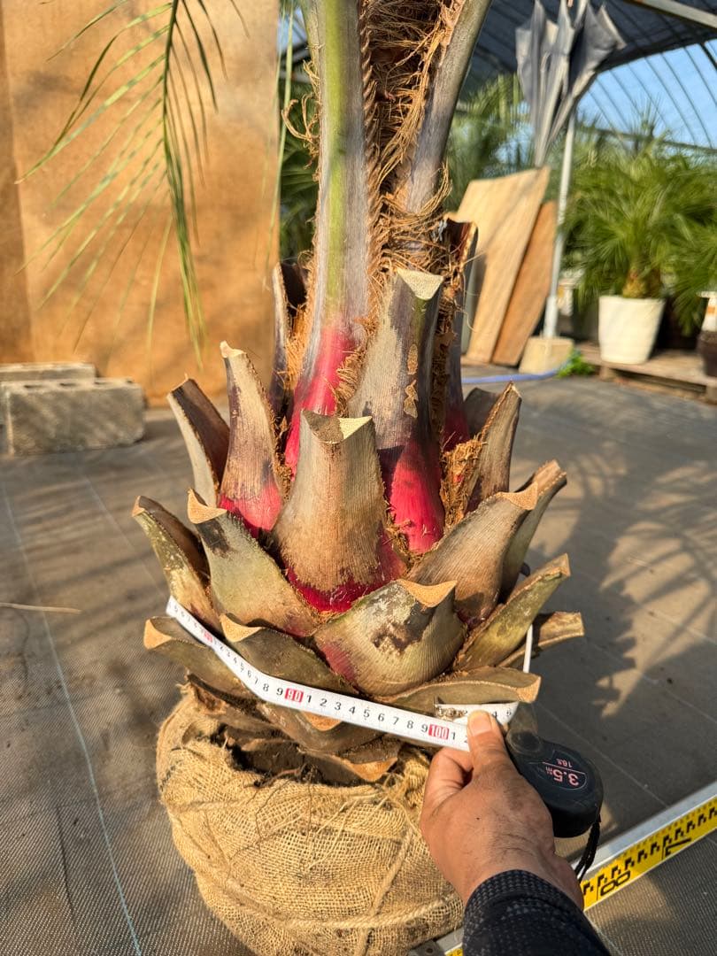 ココスヤシシルバーリーフ【極太】葉先170cm幹回り100cm 幹高50cm