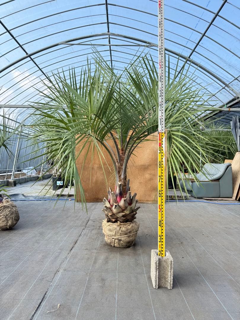ココスヤシシルバーリーフ【極太】葉先170cm幹回り100cm 幹高50cm