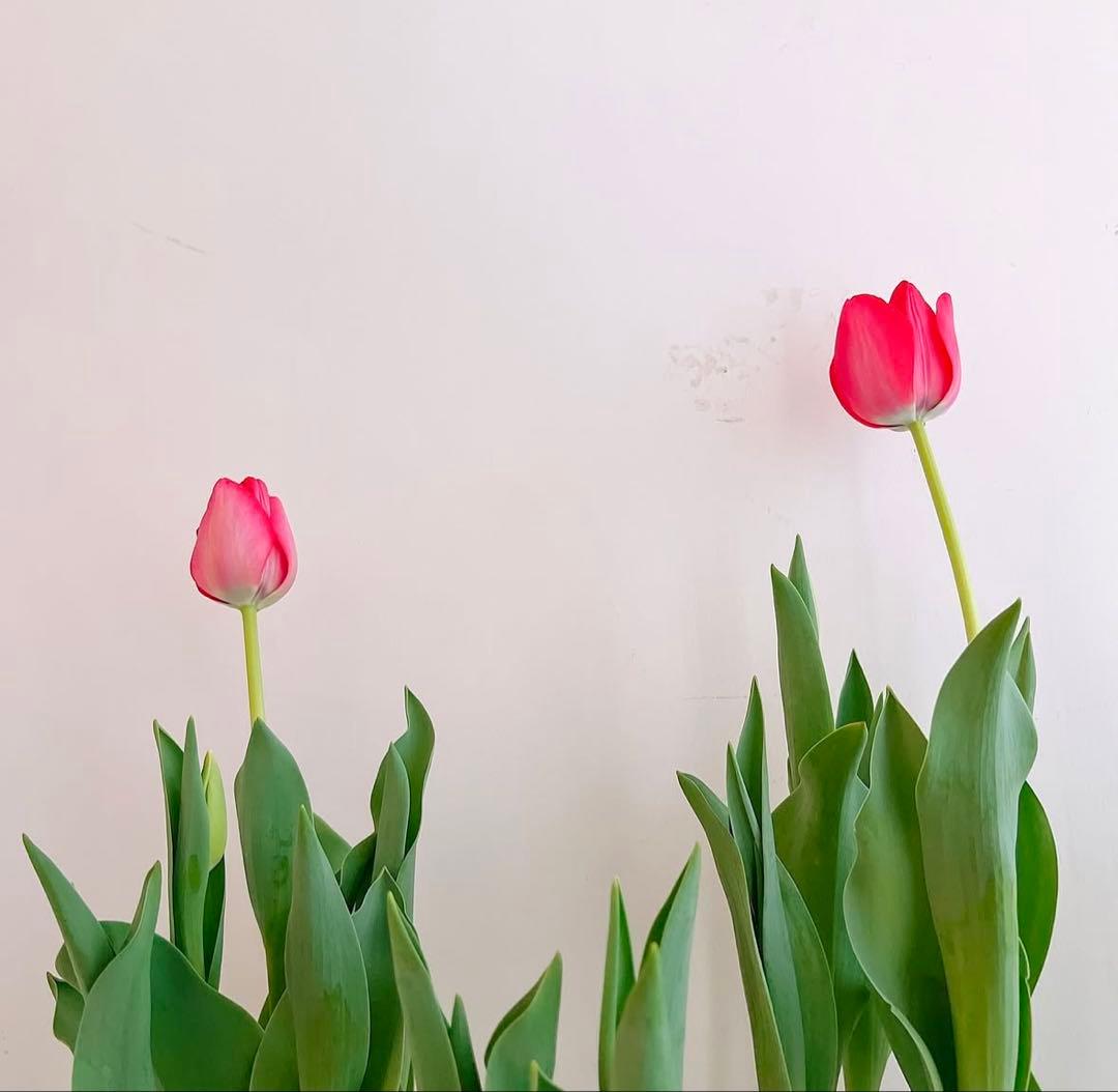 ます品　ブリリアント　インテリジェント