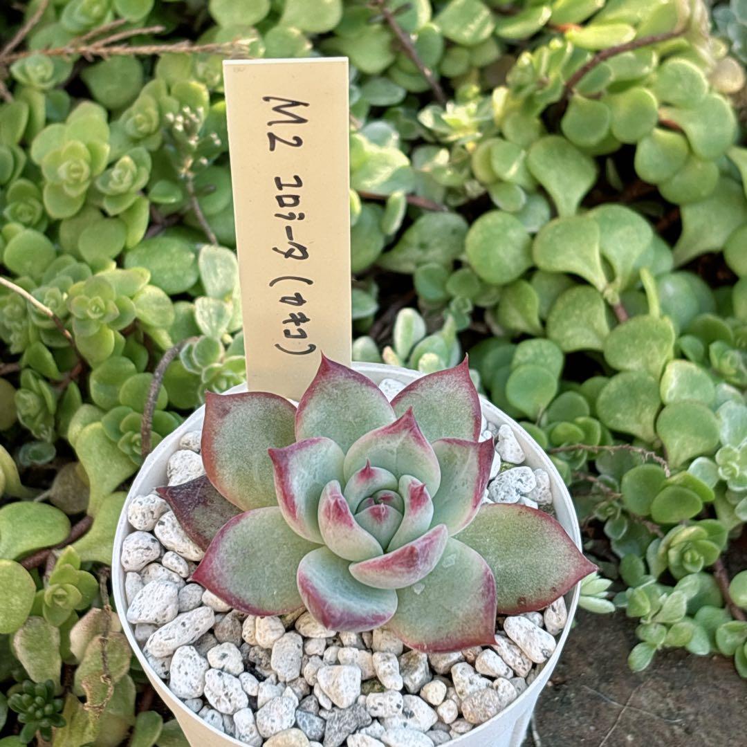 76.【札付き】M2 コロラータ カキコ Mさん苗 Mコロ 多肉植物 エケベリア