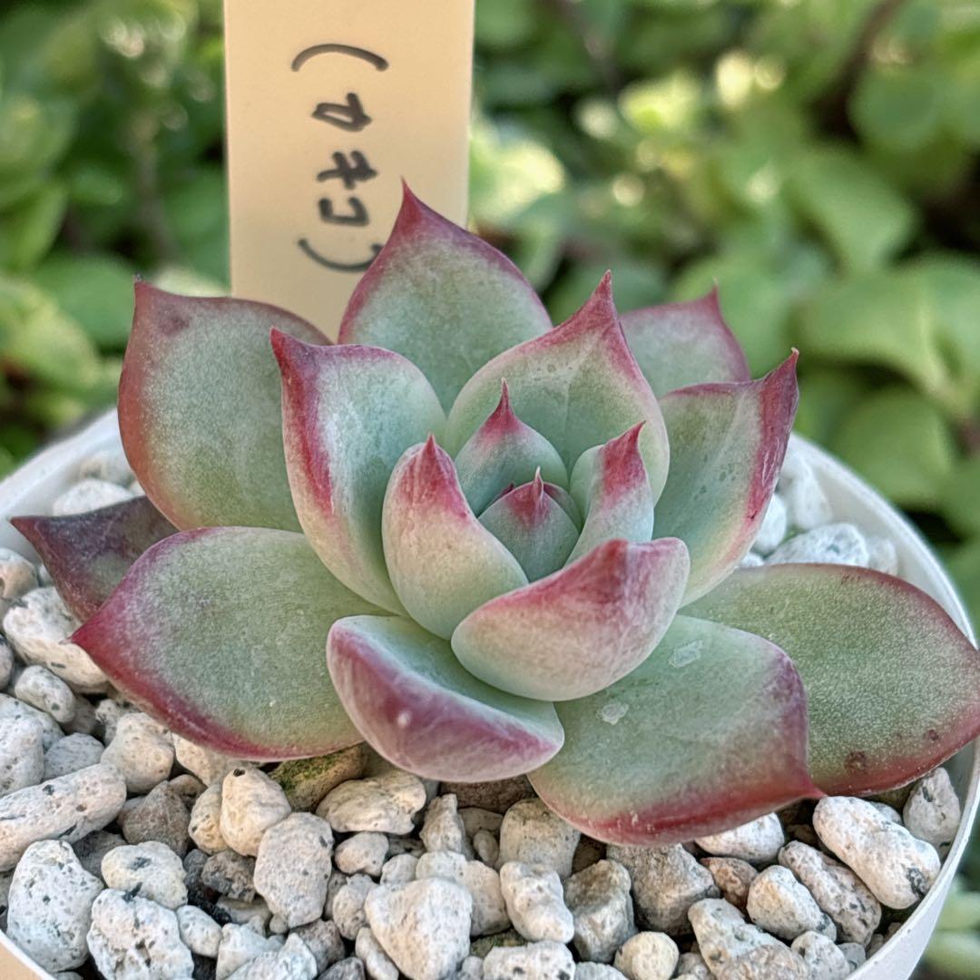 76.【札付き】M2 コロラータ カキコ Mさん苗 Mコロ 多肉植物 エケベリア