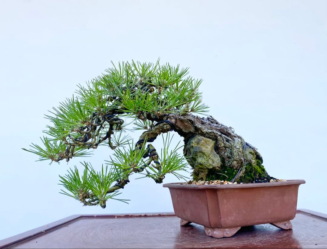 白木盆栽園　古木　石付き　黒松　樹高25センチ　盆栽黒松赤松五葉松真柏観葉植物