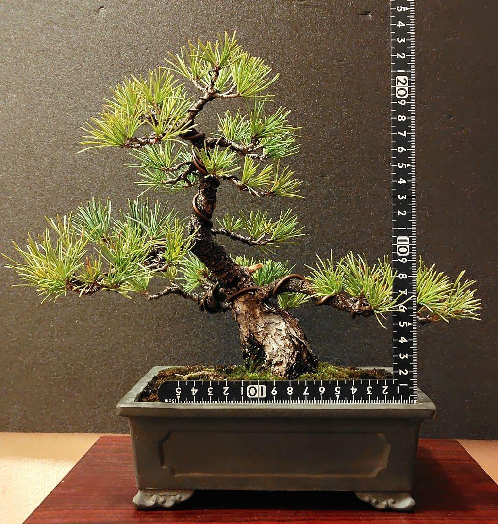 五葉松盆栽！