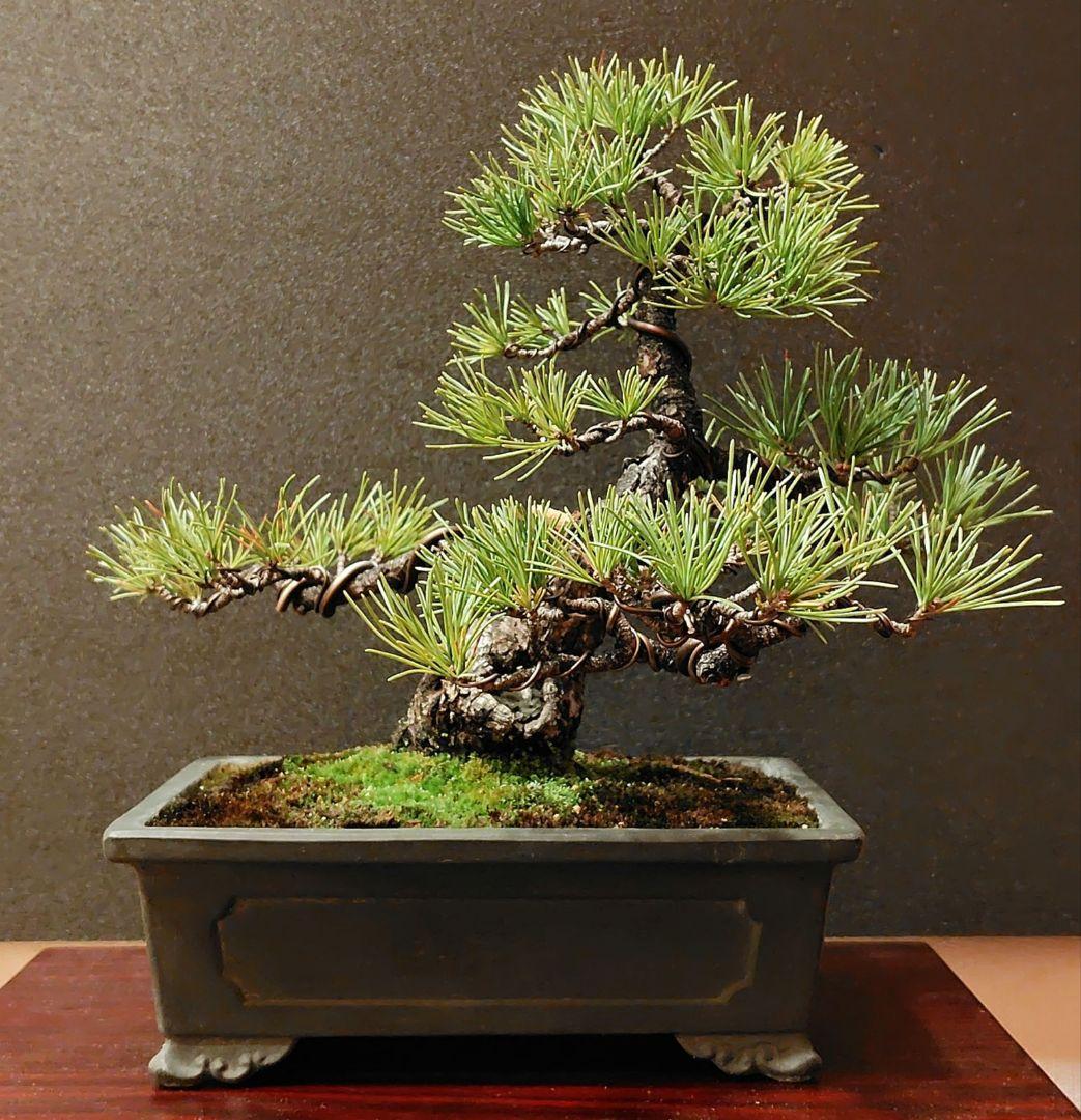 五葉松盆栽！