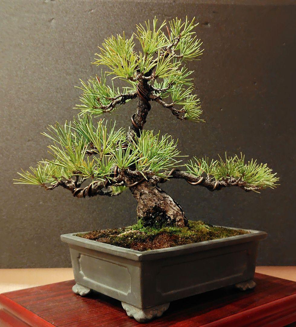 五葉松盆栽！