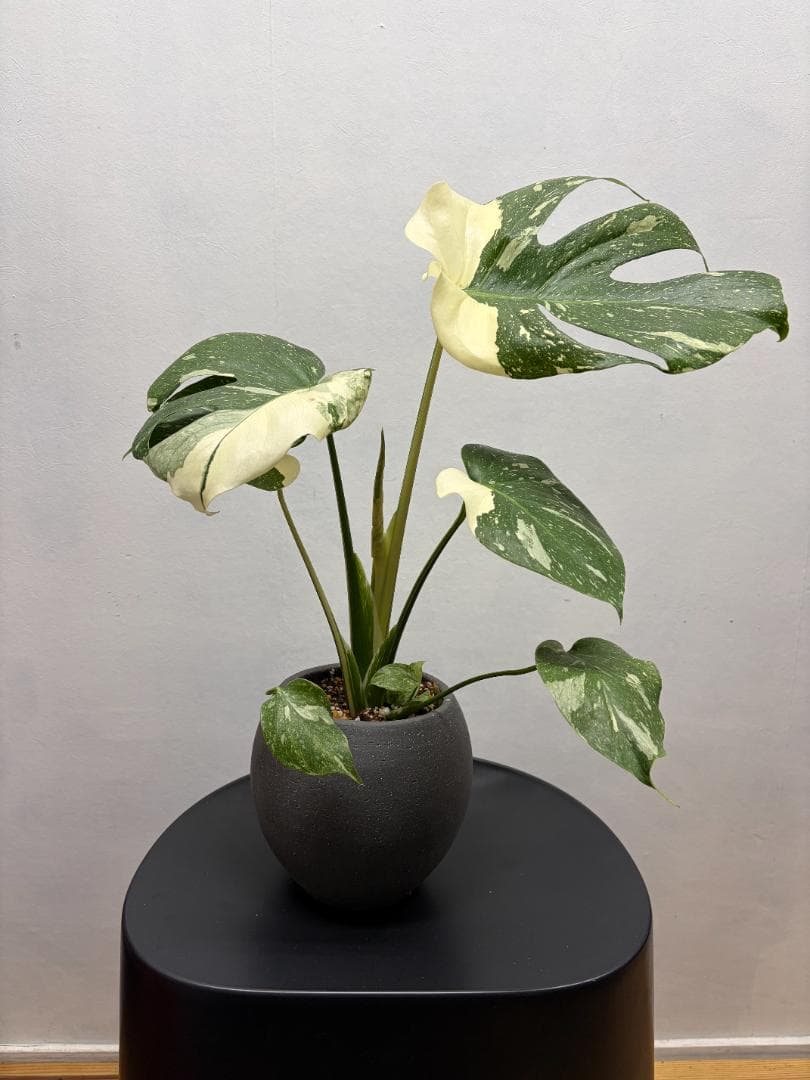 美株 モンステラ タイコンステレーション 斑入り 鉢ごと発送 おしゃれ 星空