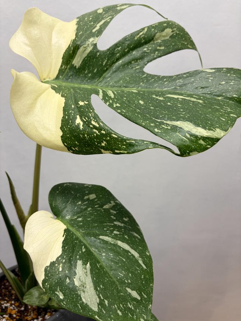 美株 モンステラ タイコンステレーション 斑入り 鉢ごと発送 おしゃれ 星空