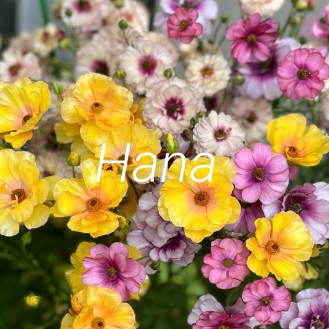 専用　　花苗 3ポット