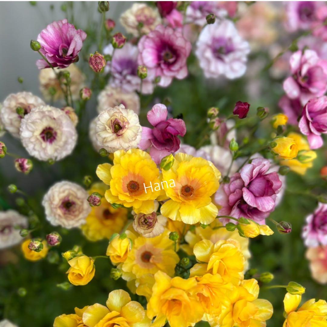 専用　　花苗 3ポット