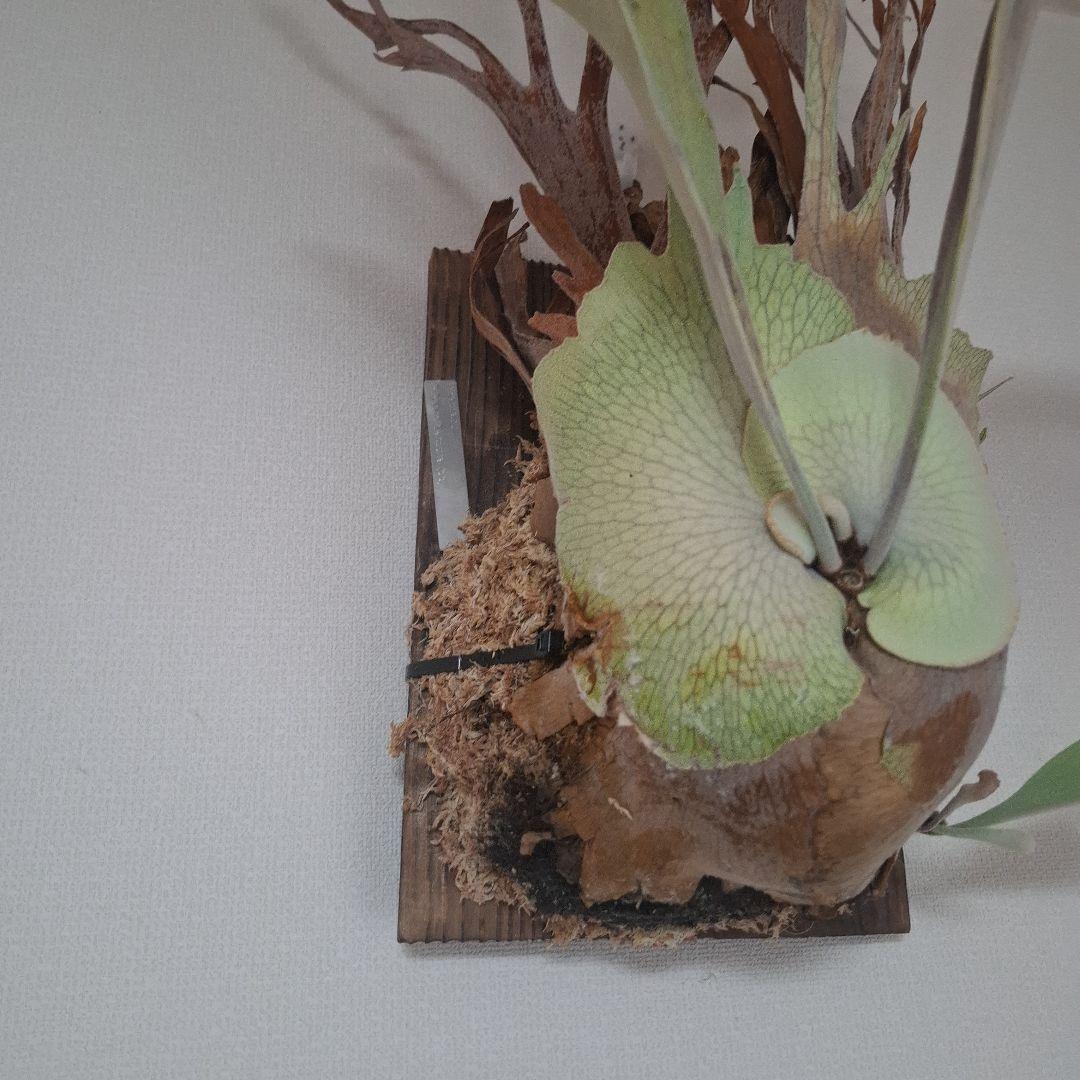 Pedro Tastua OC 親株販売