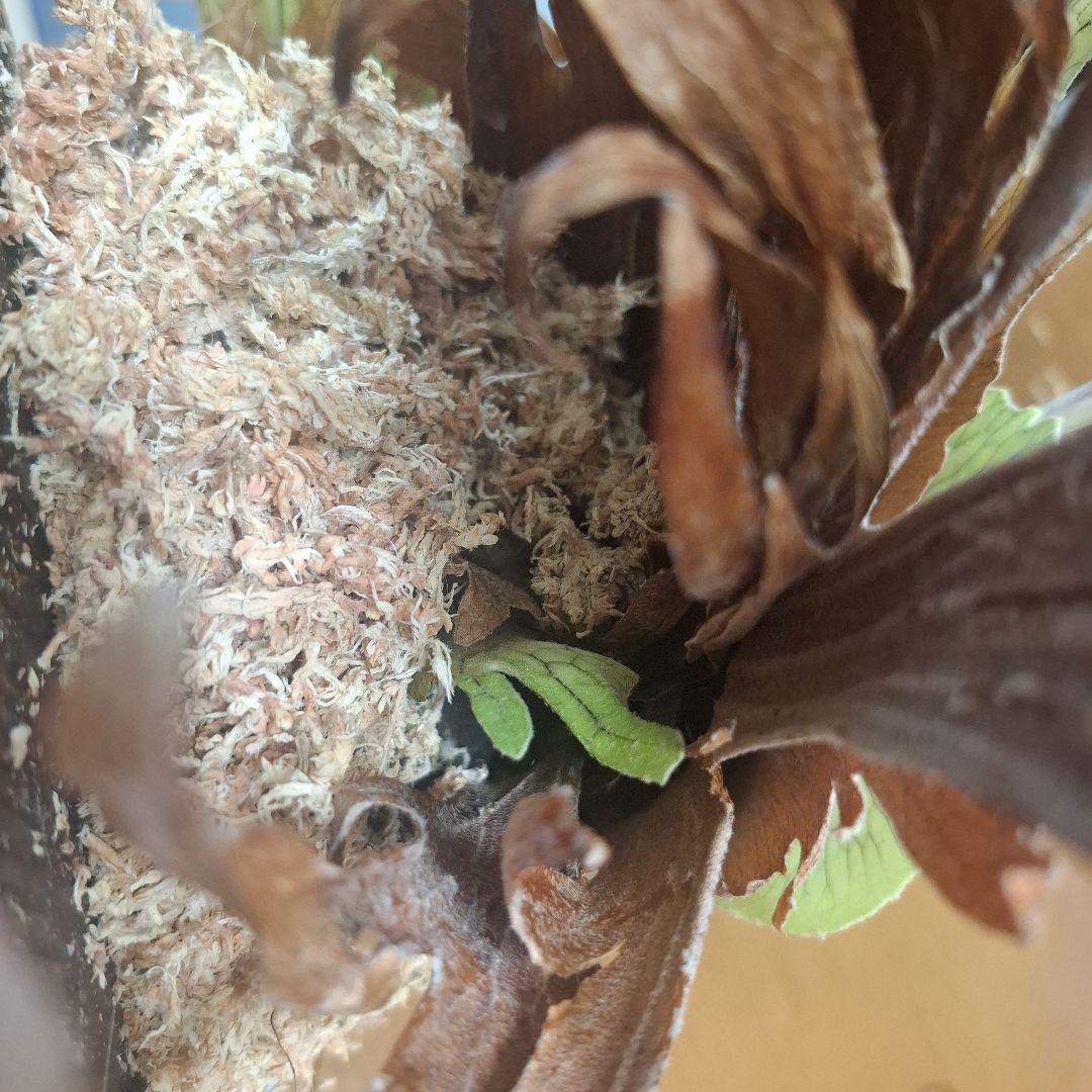 Pedro Tastua OC 親株販売