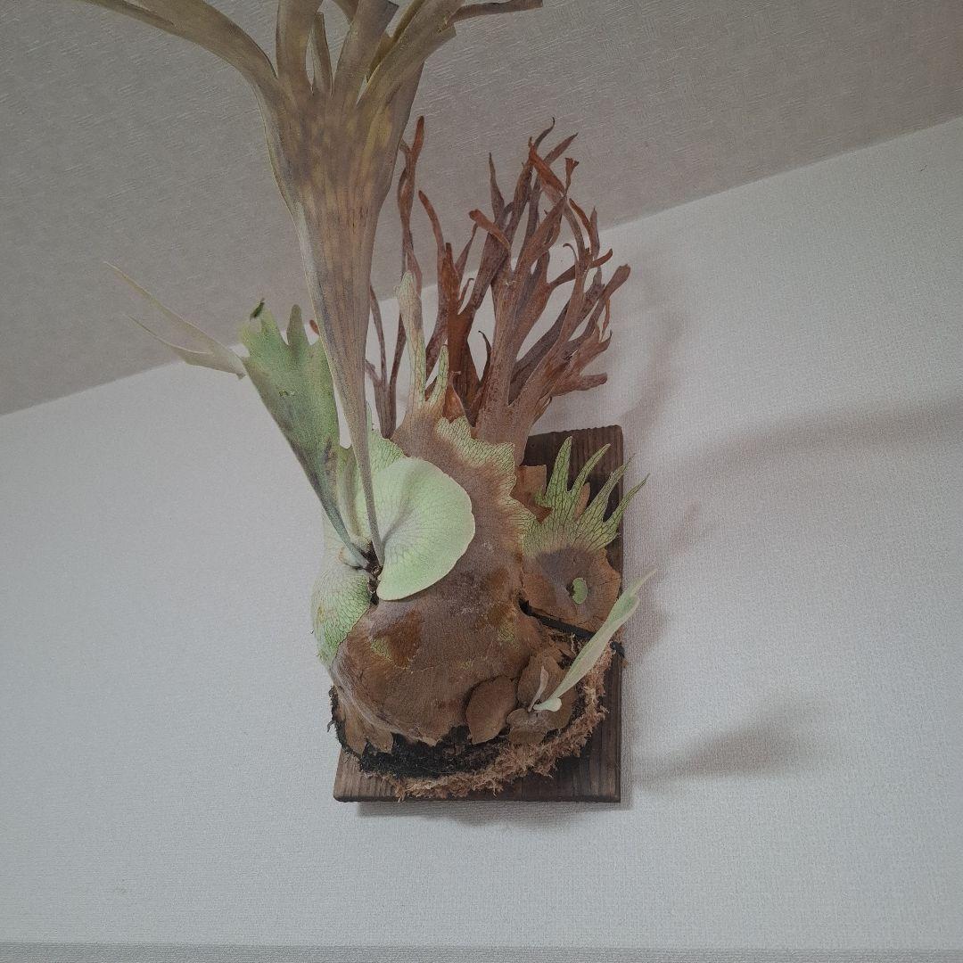 Pedro Tastua OC 親株販売