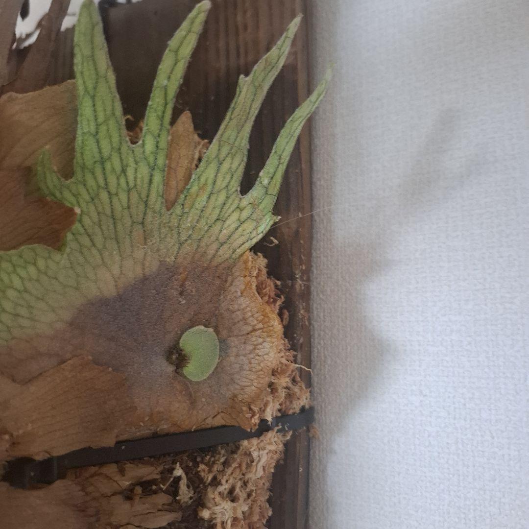 Pedro Tastua OC 親株販売