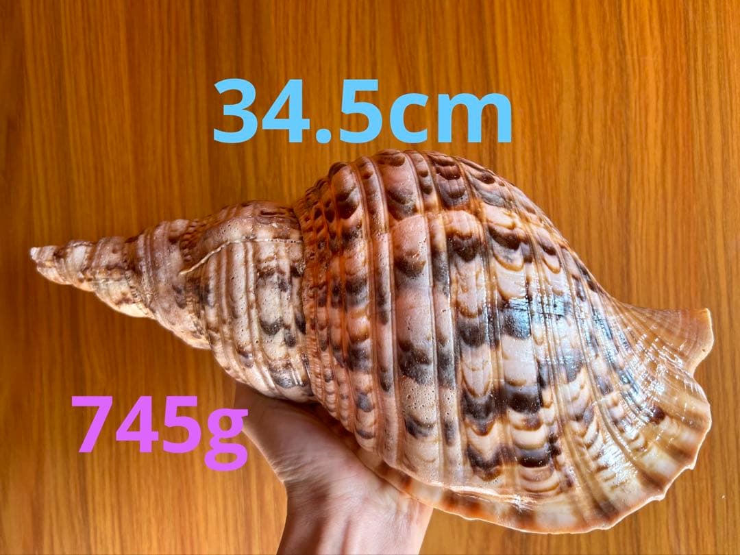 法螺貝　34.5cm