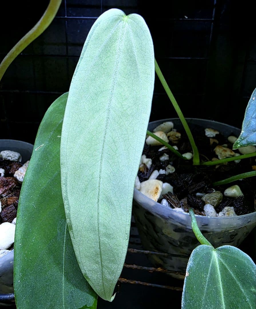 熱帯植物　‼️無地‼️　アンスリウム　ワロクアーナム\