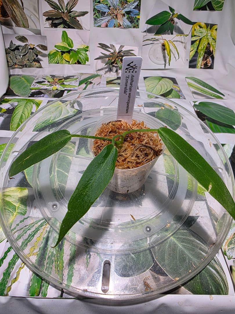 熱帯植物　‼️無地‼️　アンスリウム　ワロクアーナム\"エスメラルダ\"