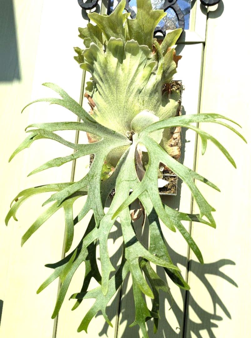 ビカクシダ☆イザナミ☆Izanami☆伊弉冉☆OC☆板付