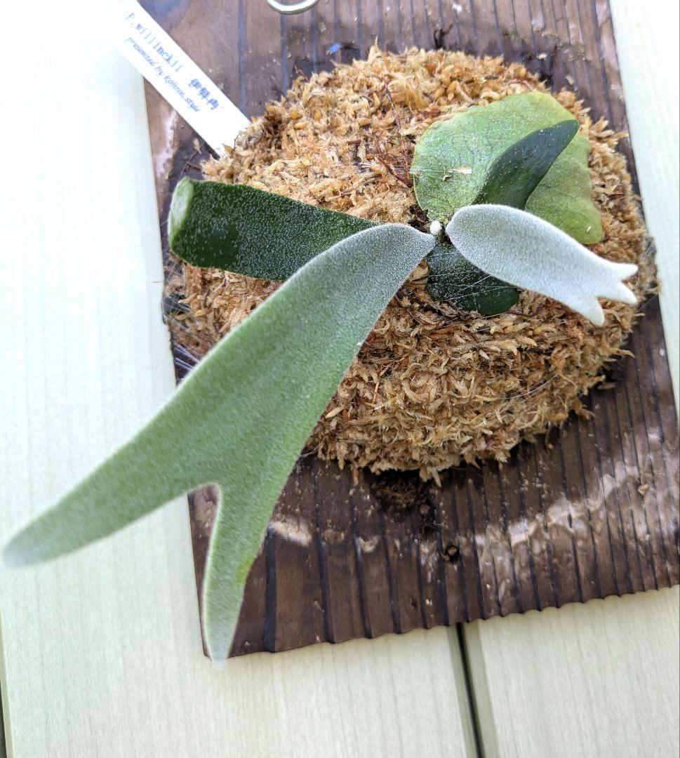 ビカクシダ☆イザナミ☆Izanami☆伊弉冉☆OC☆板付