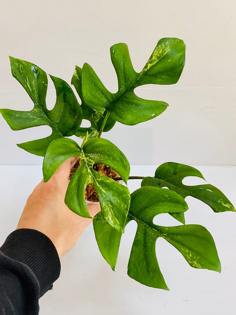 ☆初出品美大株☆ ラフィドフォラ ミグマ ヒメモンステラ