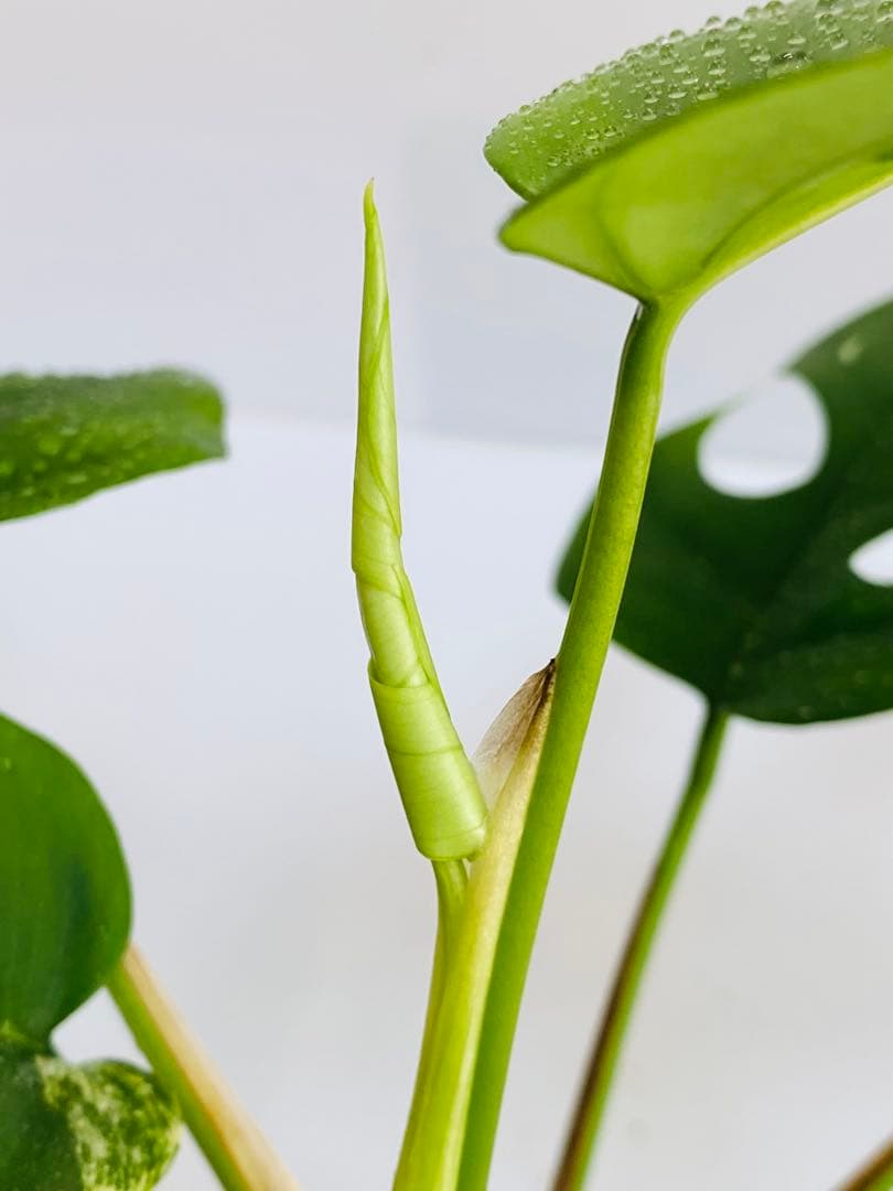 ☆初出品美大株☆ ラフィドフォラ ミグマ ヒメモンステラ