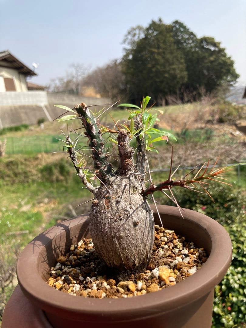 【早い者勝ち】【実生10年以上】【鉢ごと発送】フォークイエリア　プルプシー