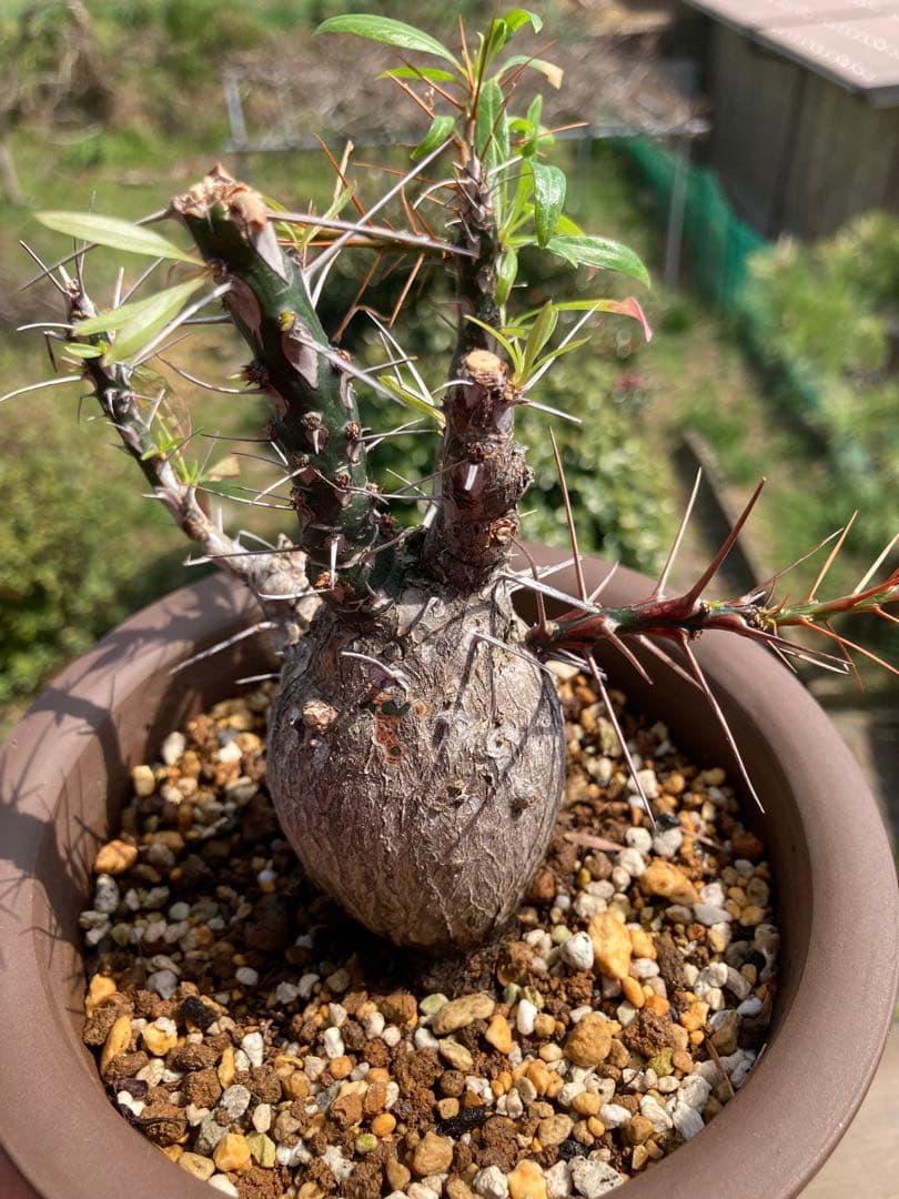 【早い者勝ち】【実生10年以上】【鉢ごと発送】フォークイエリア　プルプシー