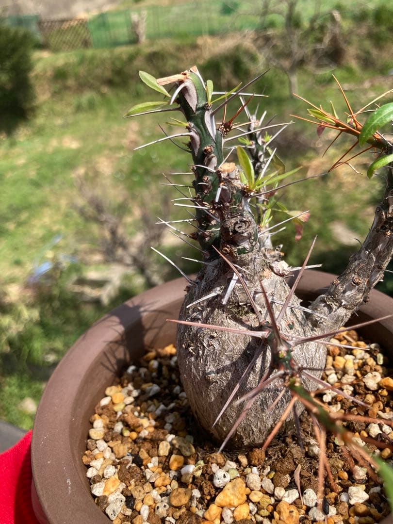 【早い者勝ち】【実生10年以上】【鉢ごと発送】フォークイエリア　プルプシー