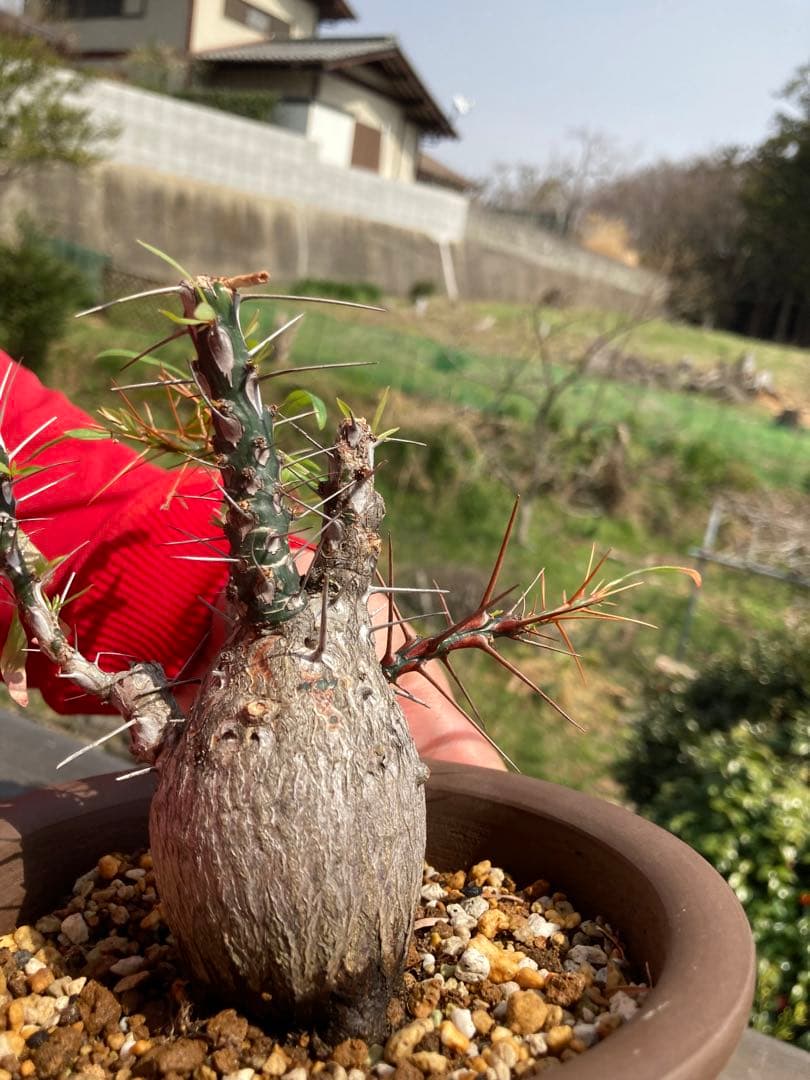 【早い者勝ち】【実生10年以上】【鉢ごと発送】フォークイエリア　プルプシー