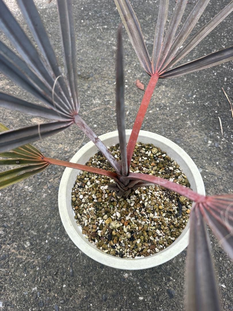 ビスマルキア ノビリス シルバー ビスマルキアノビリスシルバー 販売