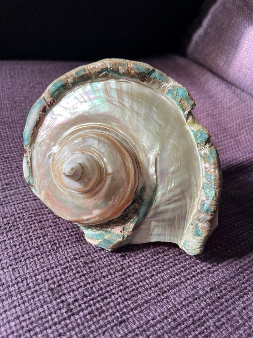 【一点物】座間味島で磨いた夜光貝 沖縄の海 ヒーリングインテリア【魔除け 開運】