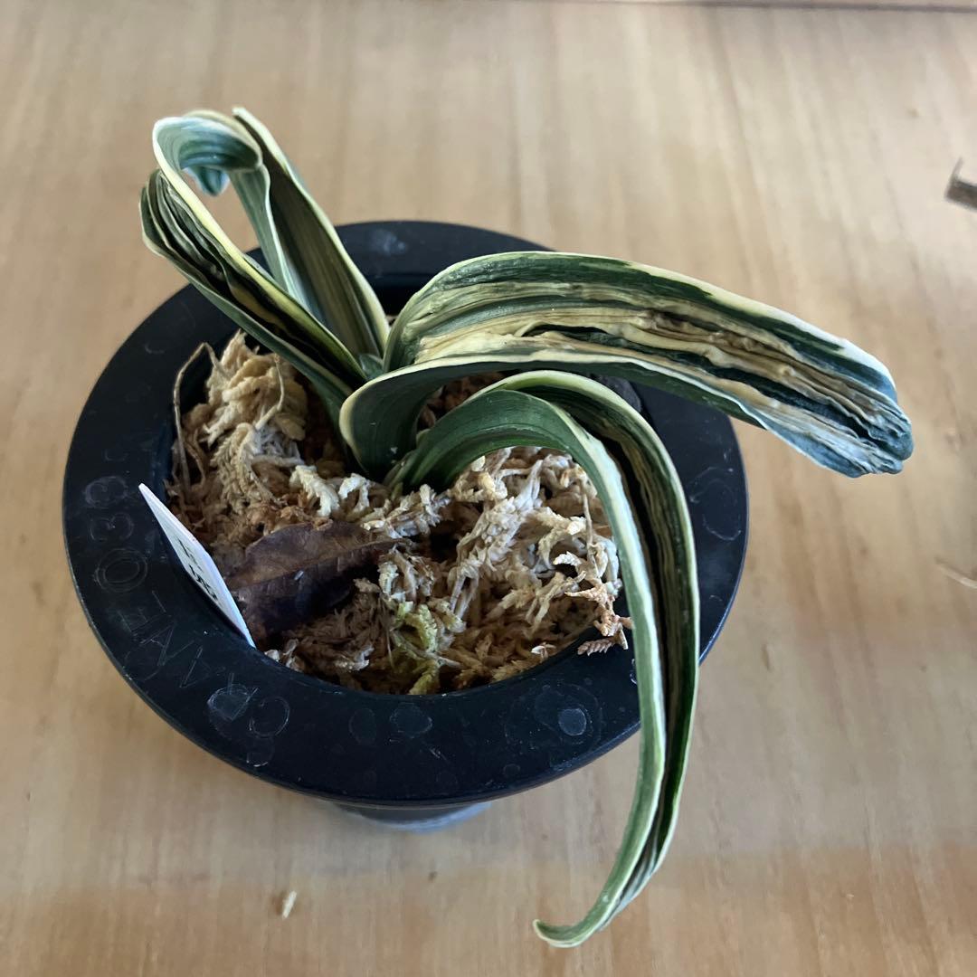 万年青　オモト　玉姫