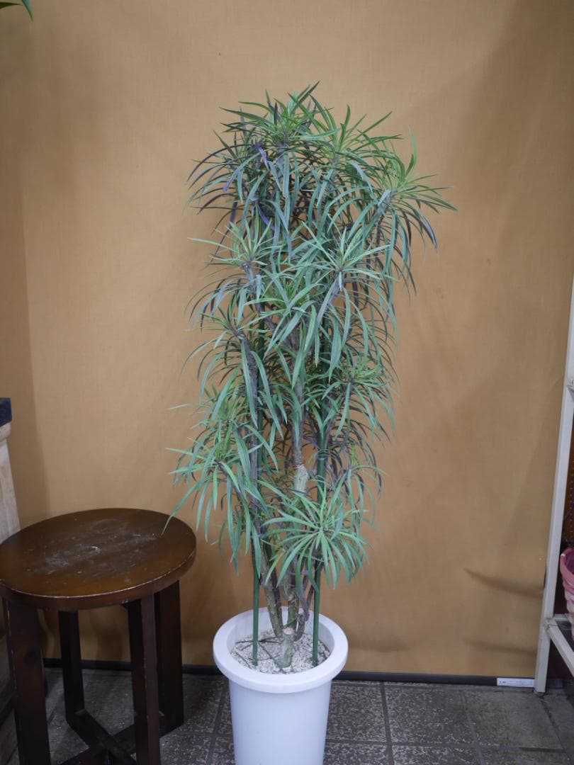 セネシオ　クレイニア　モンキーツリー　観葉植物　7号　約105センチ