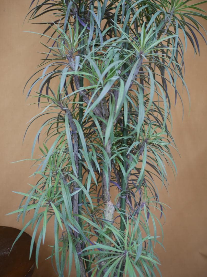 セネシオ　クレイニア　モンキーツリー　観葉植物　7号　約105センチ