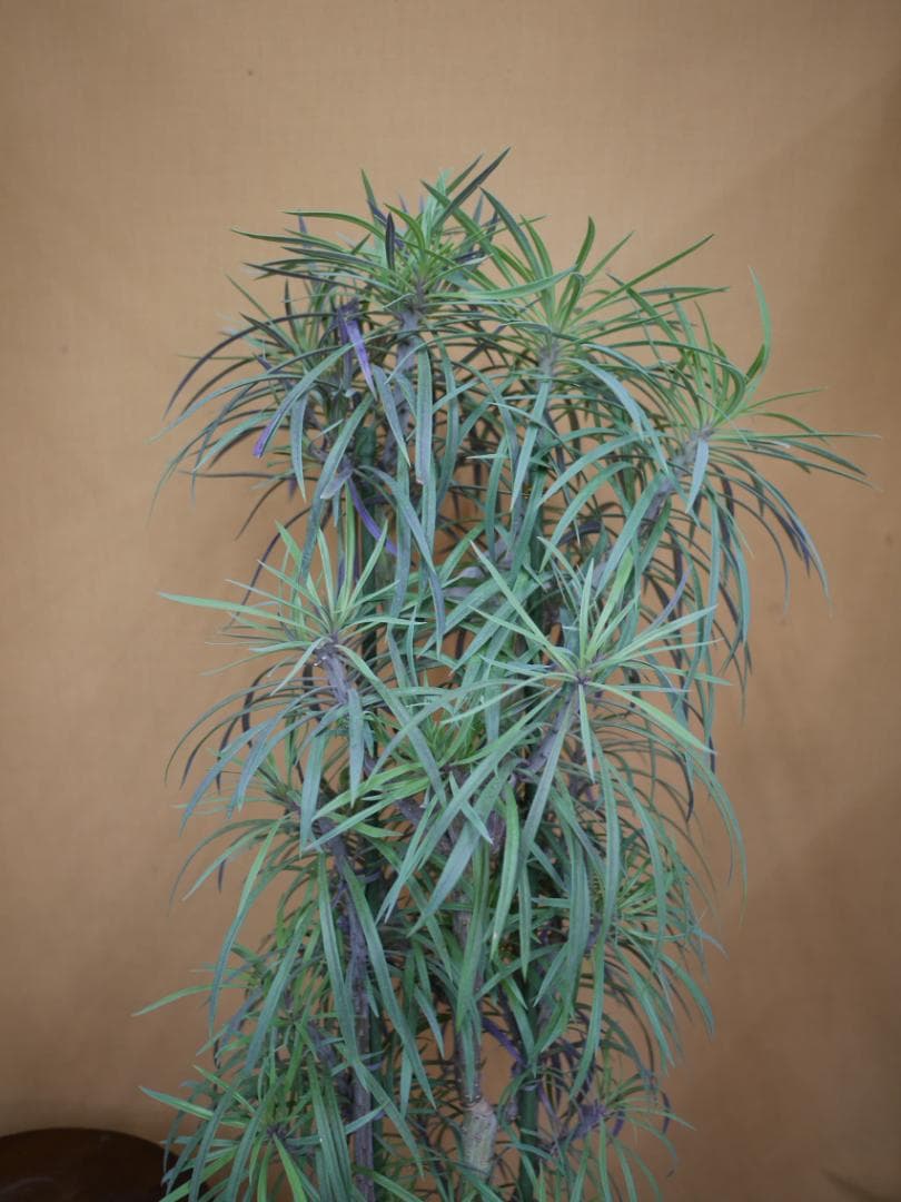 セネシオ　クレイニア　モンキーツリー　観葉植物　7号　約105センチ