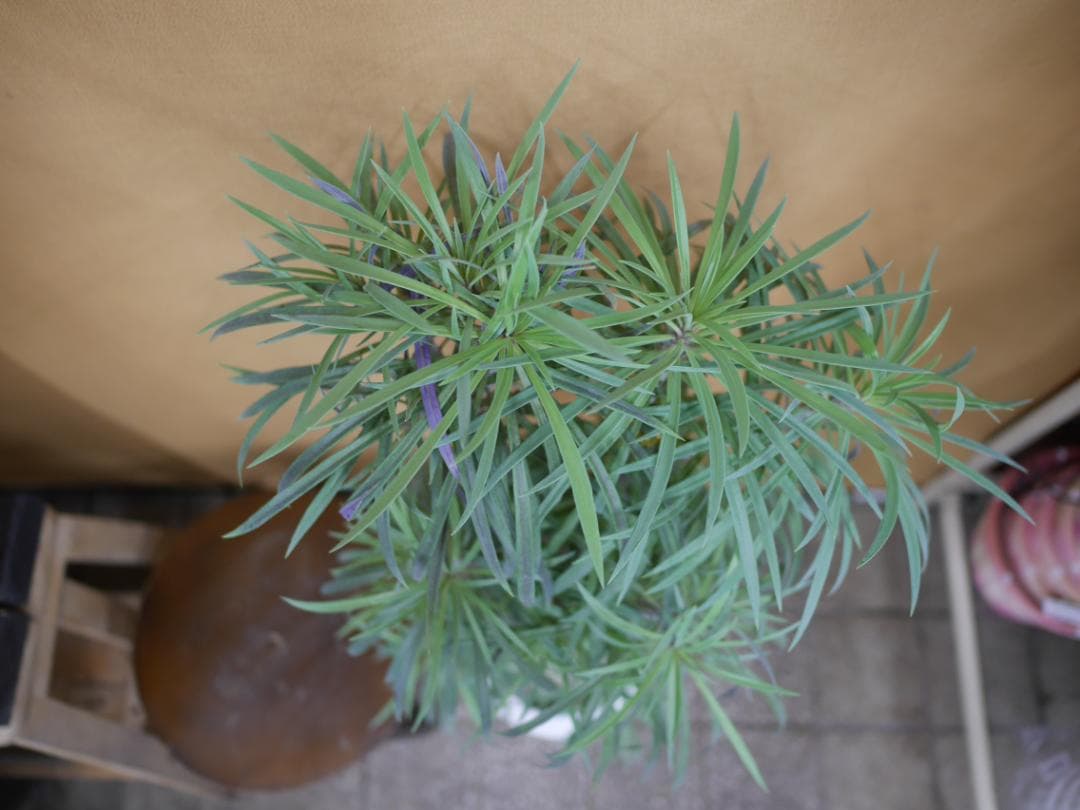 セネシオ　クレイニア　モンキーツリー　観葉植物　7号　約105センチ