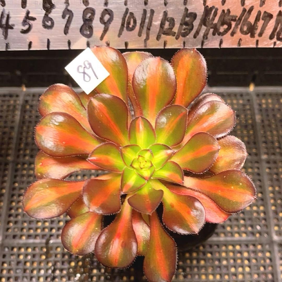 89#多肉植物アエオニウム錦❤️ 夕焼け ❤️2頭11cm拔き苗