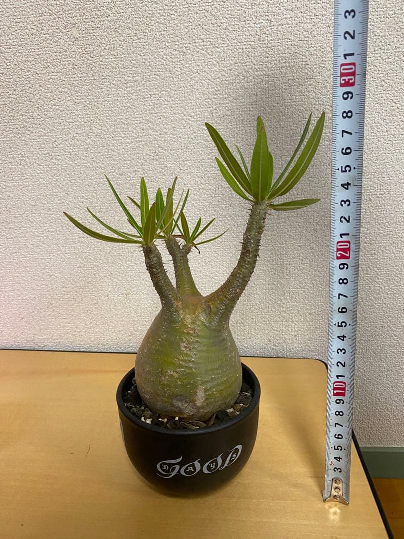 パキポディウムグラキリス　　 塊根植物