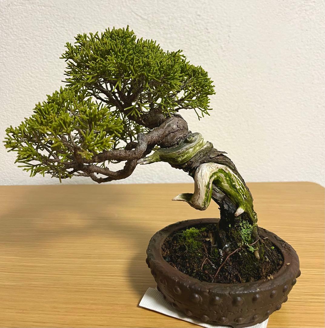 糸魚川真柏/盆栽