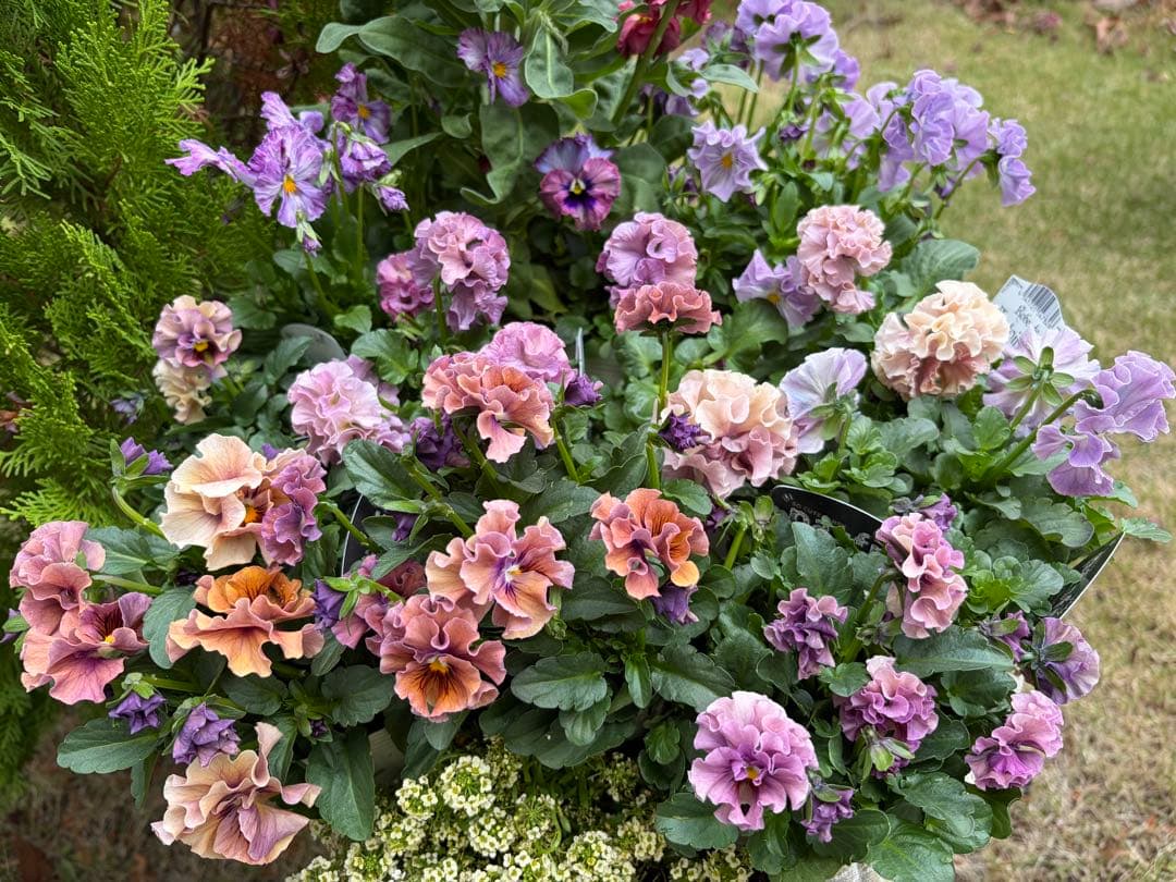 hanana様　パスフリフリル5点