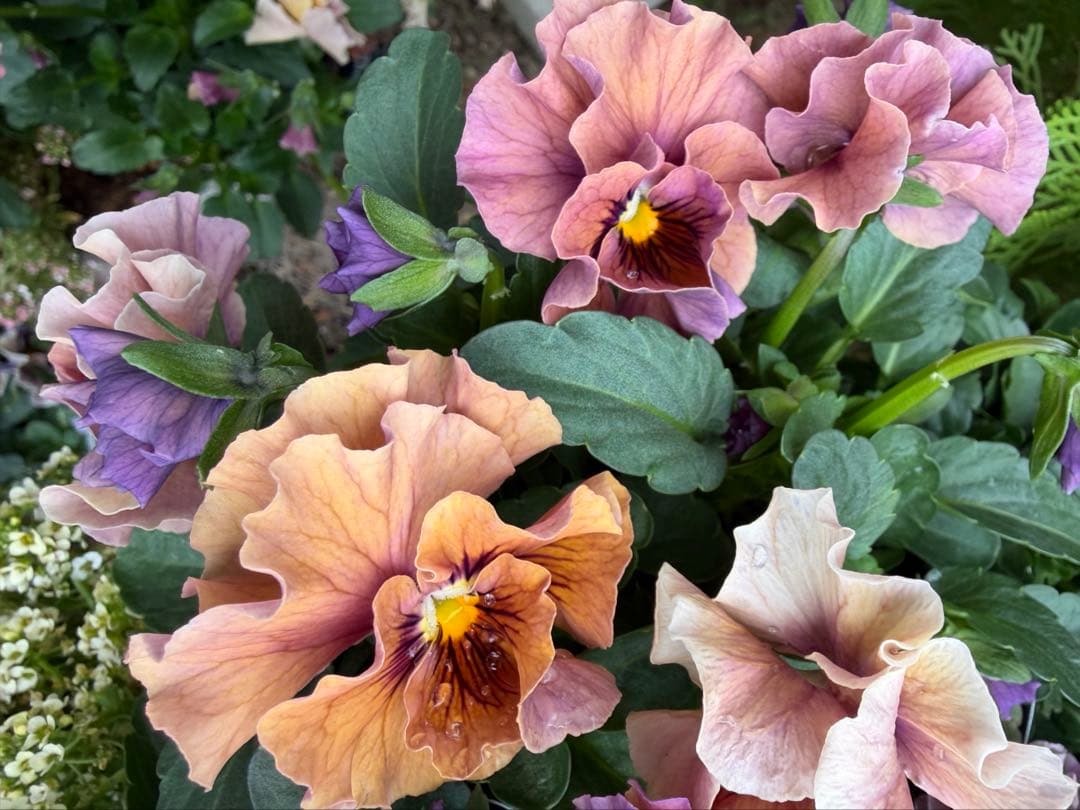 hanana様　パスフリフリル5点