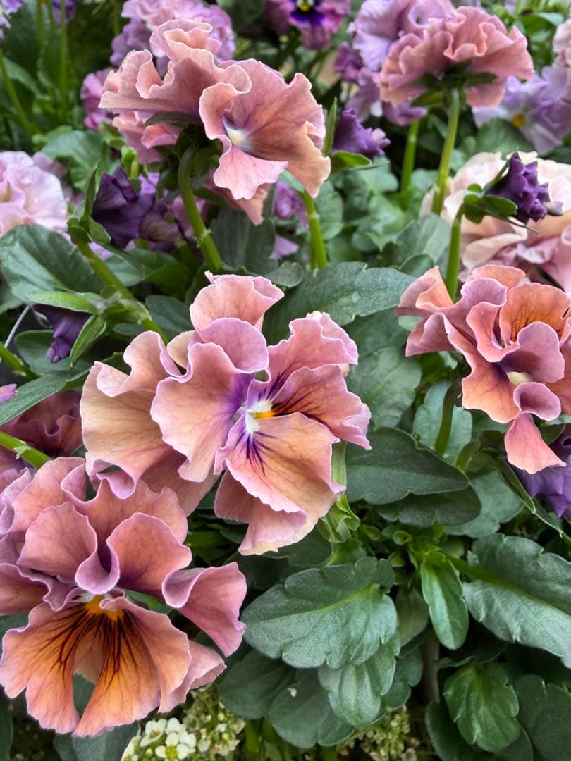 hanana様　パスフリフリル5点