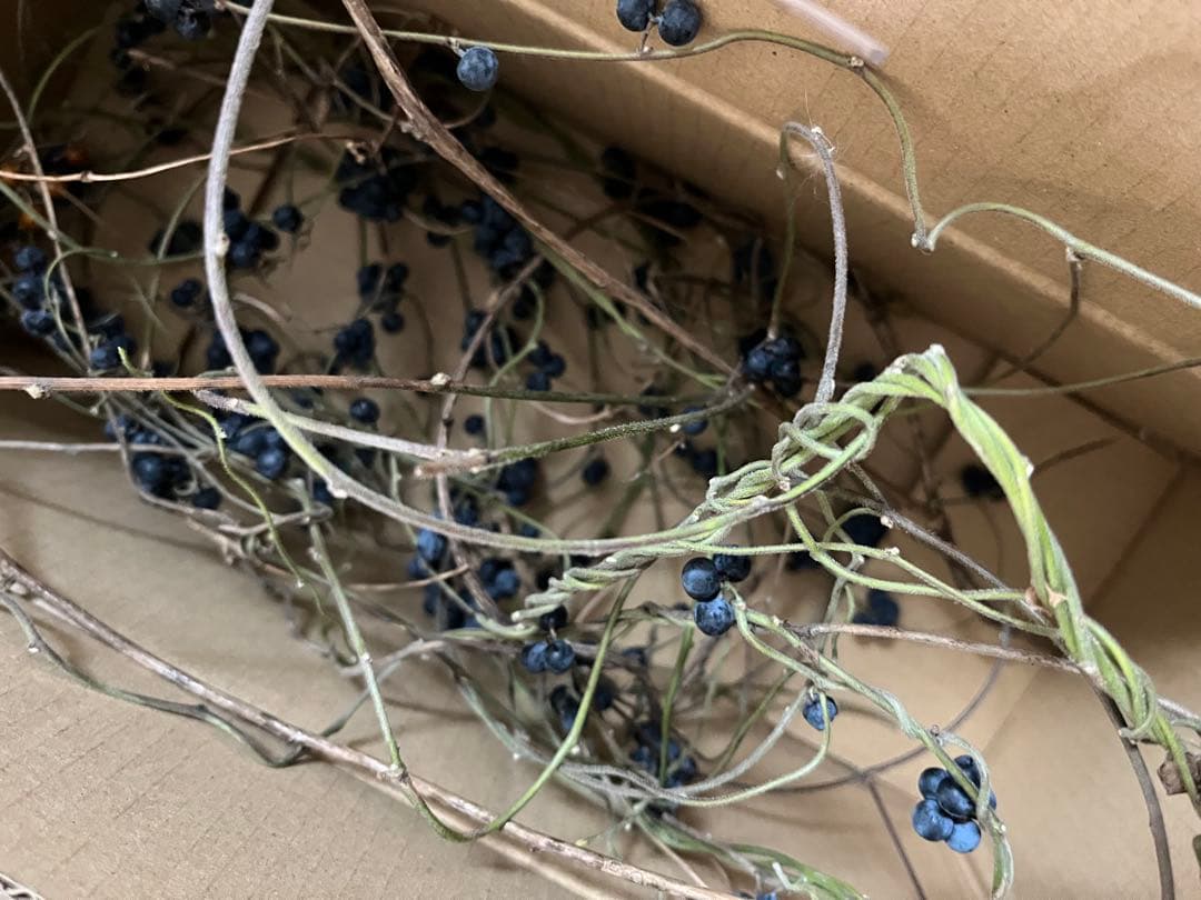 花材＊アオツヅラフジ　ドライフラワー　スワッグ、リース材料　オリジナル作品作り