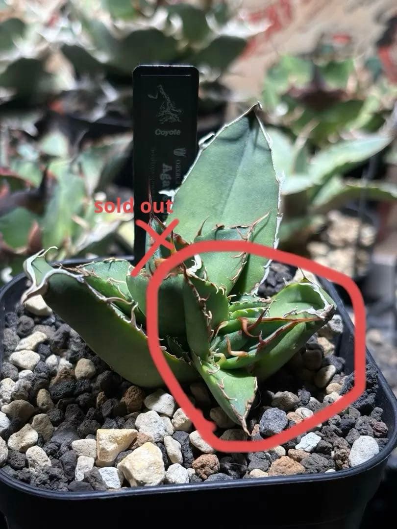 アガベオアハカオテロイ　子株［天芽］oaxaca oteroi